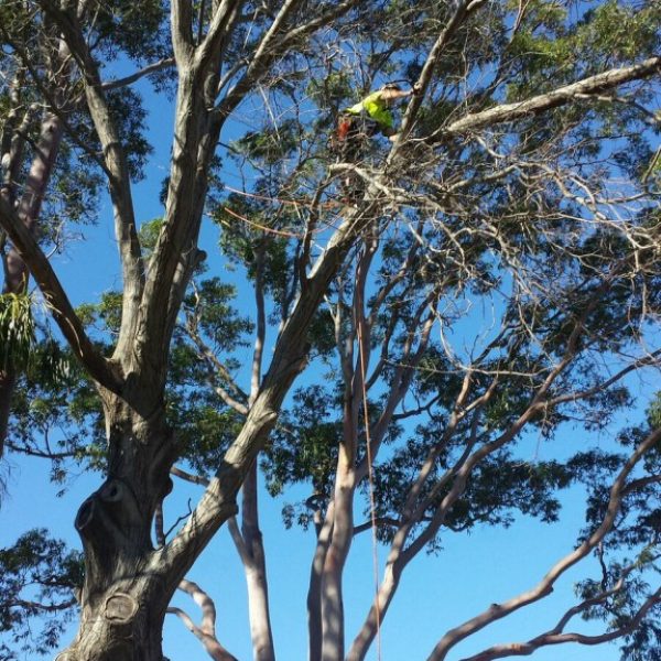 tree-pruning-wahroonga